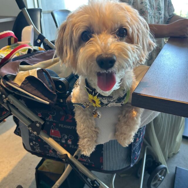.

今日のわんちゃん🐶

みんな室内ドッグランで楽しそうに遊んでくれていました💕

ꕤ••┈┈┈┈••ꕤ＋ꕤ••┈┈┈┈••ꕤꕤ••┈┈┈┈••ꕤ

☕️OPEN 11:00～14:30(Lo.13:30)
🎌定休日　火曜日、水曜日
🐶ワンちゃんと一緒に利用可
‎⁦🐕大型犬も同伴可
🐾室内ドッグラン2ヶ所あり(別料金)
♨️ワンちゃんと入れる貸切風呂あり(予約制)

🏠浜松市中央区呉松町1768-1
📞053-543-9015

ꕤ••┈┈┈┈••ꕤ＋ꕤ••┈┈┈┈••ꕤꕤ••┈┈┈┈••ꕤ

#浜名湖 #浜名湖カフェ 
#浜松市カフェ #豊橋市カフェ #岡崎市カフェ 
#舘山寺 #ドッグホテル #ドッグカフェ 
#ドッグラン #ワンちゃん歓迎 #犬好きな人とつながりたい #バーニーズ  #犬との暮らし #静岡犬 #愛知犬