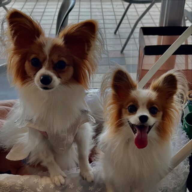 .

今日のわんちゃん🐶❤️

みんな可愛すぎます♪

ももちゃん💕happy birthday🥰

ꕤ••┈┈┈┈••ꕤ＋ꕤ••┈┈┈┈••ꕤꕤ••┈┈┈┈••ꕤ

☕️OPEN 11:00～14:30(Lo.13:30)
🎌定休日　火曜日､水曜日
🐶ワンちゃんと一緒に利用可
‎⁦🐕大型犬も同伴可
🐾室内ドッグラン2ヶ所あり(別料金)
♨️ワンちゃんと入れる貸切風呂あり(予約制)

🏠浜松市中央区呉松町1768-1
📞053-543-9015

ꕤ••┈┈┈┈••ꕤ＋ꕤ••┈┈┈┈••ꕤꕤ••┈┈┈┈••ꕤ

#浜名湖 #浜名湖カフェ 
#浜松市カフェ #豊橋市カフェ #岡崎市カフェ 
#舘山寺 #ドッグホテル #ドッグカフェ 
#ドッグラン #ワンちゃん歓迎 #犬好きな人とつながりたい #バーニーズ  #犬との暮らし #静岡犬 #愛知犬