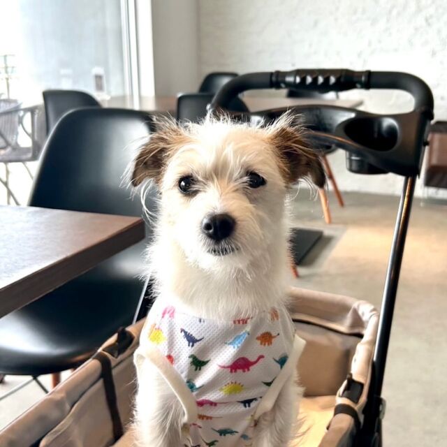 .

今日のわんちゃん🐶💕

みんなお利口さんで可愛かったです😊❤️

ꕤ••┈┈┈┈••ꕤ＋ꕤ••┈┈┈┈••ꕤꕤ••┈┈┈┈••ꕤ

☕️OPEN 11:00～14:30(Lo.13:30)
🎌定休日　火曜日､水曜日
🐶ワンちゃんと一緒に利用可
‎⁦🐕大型犬も同伴可
🐾室内ドッグラン2ヶ所あり(別料金)
♨️ワンちゃんと入れる貸切風呂あり(予約制)

🏠浜松市中央区呉松町1768-1
📞053-543-9015

ꕤ••┈┈┈┈••ꕤ＋ꕤ••┈┈┈┈••ꕤꕤ••┈┈┈┈••ꕤ

#浜名湖 #浜名湖カフェ 
#浜松市カフェ #豊橋市カフェ #岡崎市カフェ 
#舘山寺 #ドッグホテル #ドッグカフェ 
#ドッグラン #ワンちゃん歓迎 #犬好きな人とつながりたい #バーニーズ  #犬との暮らし #静岡犬 #愛知犬