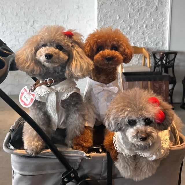 .

今日のわんちゃん🐶💕

お写真撮れてない子いたらすみません🙇‍♀️💦

またのご来店お待ちしております😊

ꕤ••┈┈┈┈••ꕤ＋ꕤ••┈┈┈┈••ꕤꕤ••┈┈┈┈••ꕤ

☕️OPEN 11:00～14:30(Lo.13:30)
🎌定休日　火曜日､水曜日
🐶ワンちゃんと一緒に利用可
‎⁦🐕大型犬も同伴可
🐾室内ドッグラン2ヶ所あり(別料金)
♨️ワンちゃんと入れる貸切風呂あり(予約制)

🏠浜松市中央区呉松町1768-1
📞053-543-9015

ꕤ••┈┈┈┈••ꕤ＋ꕤ••┈┈┈┈••ꕤꕤ••┈┈┈┈••ꕤ

#浜名湖 #浜名湖カフェ 
#浜松市カフェ #豊橋市カフェ #岡崎市カフェ 
#舘山寺 #ドッグホテル #ドッグカフェ 
#ドッグラン #ワンちゃん歓迎 #犬好きな人とつながりたい #バーニーズ  #犬との暮らし #静岡犬 #愛知犬
