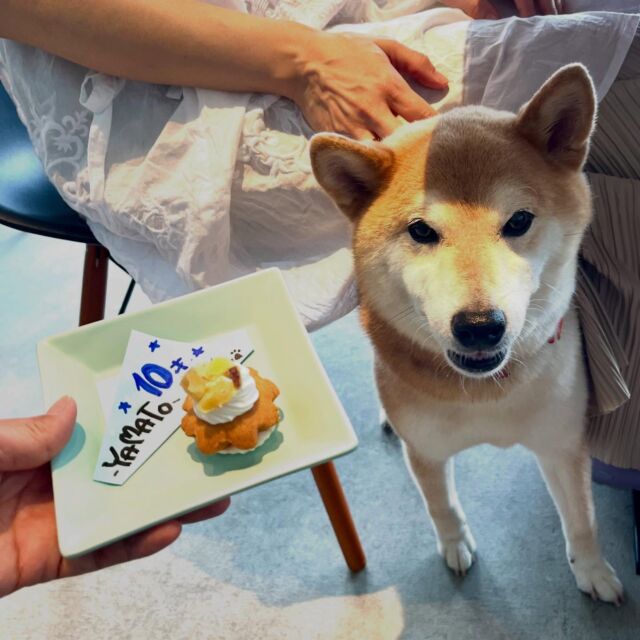 .

今日のわんちゃん🐶💕

やまとくんhappy birthday🎉🍰🥳

皆様ご来店ありがとうございました❤️

ꕤ••┈┈┈┈••ꕤ＋ꕤ••┈┈┈┈••ꕤꕤ••┈┈┈┈••ꕤ

☕️OPEN 11:00～14:30(Lo.13:30)
🎌定休日　火曜日､水曜日
🐶ワンちゃんと一緒に利用可
‎⁦🐕大型犬も同伴可
🐾室内ドッグラン2ヶ所あり(別料金)
♨️ワンちゃんと入れる貸切風呂あり(予約制)

🏠浜松市中央区呉松町1768-1
📞053-543-9015

ꕤ••┈┈┈┈••ꕤ＋ꕤ••┈┈┈┈••ꕤꕤ••┈┈┈┈••ꕤ

#浜名湖 #浜名湖カフェ 
#浜松市カフェ #豊橋市カフェ #岡崎市カフェ 
#舘山寺 #ドッグホテル #ドッグカフェ 
#ドッグラン #ワンちゃん歓迎 #犬好きな人とつながりたい #バーニーズ  #犬との暮らし #静岡犬 #愛知犬