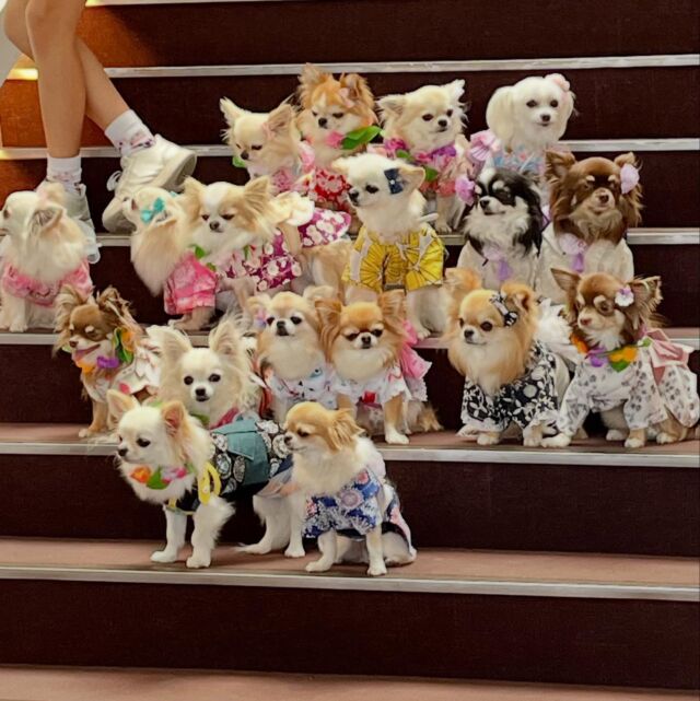 .

今日のわんちゃん🐶💕

チワワちゃん大集合😆♪

皆様楽しそうで嬉しい限りです🥰

ꕤ••┈┈┈┈••ꕤ＋ꕤ••┈┈┈┈••ꕤꕤ••┈┈┈┈••ꕤ

☕️OPEN 11:00～14:30(Lo.13:30)
🎌定休日　火曜日､水曜日
🐶ワンちゃんと一緒に利用可
‎⁦🐕大型犬も同伴可
🐾室内ドッグラン2ヶ所あり(別料金)
♨️ワンちゃんと入れる貸切風呂あり(予約制)

🏠浜松市中央区呉松町1768-1
📞053-543-9015

ꕤ••┈┈┈┈••ꕤ＋ꕤ••┈┈┈┈••ꕤꕤ••┈┈┈┈••ꕤ

#浜名湖 #浜名湖カフェ 
#浜松市カフェ #豊橋市カフェ #岡崎市カフェ 
#舘山寺 #ドッグホテル #ドッグカフェ 
#ドッグラン #ワンちゃん歓迎 #犬好きな人とつながりたい #バーニーズ  #犬との暮らし #静岡犬 #愛知犬